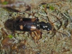 Bembidion quadrimaculatum