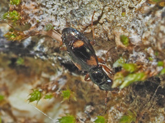 Bembidion quadrimaculatum