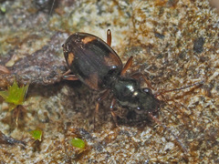 Bembidion quadrimaculatum