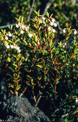 Gaultheria poeppigii
