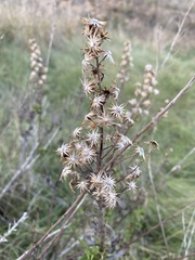Dittrichia viscosa