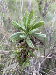 Dittrichia viscosa