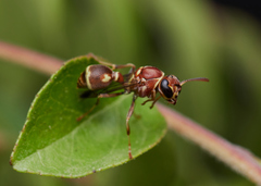 Ropalidia cyathiformis