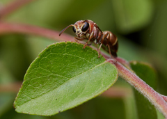 Ropalidia cyathiformis
