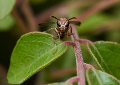 Ropalidia cyathiformis