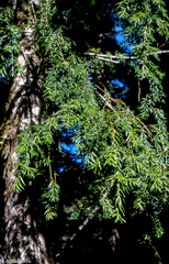 Saxegothaea conspicua