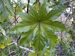 Ricinus communis