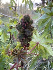 Ricinus communis