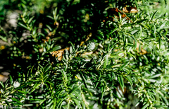 Saxegothaea conspicua