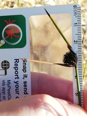 Mesomelaena pseudostygia