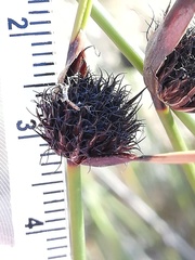 Mesomelaena pseudostygia