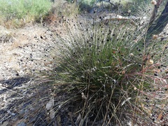 Mesomelaena pseudostygia