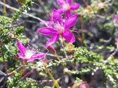 Calytrix fraseri