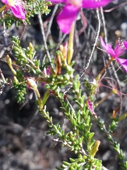 Calytrix fraseri