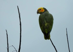 Alipiopsitta xanthops