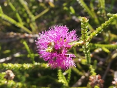 Melaleuca crossota