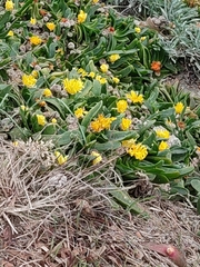 Glottiphyllum longum