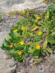 Glottiphyllum longum