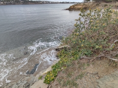 Glottiphyllum longum