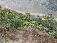 Glottiphyllum longum