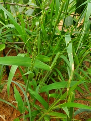 Urochloa deflexa