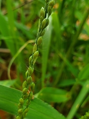 Urochloa deflexa