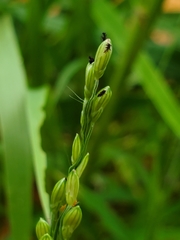 Urochloa deflexa