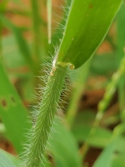 Urochloa deflexa