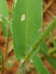 Urochloa deflexa