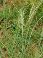 Aristida stipitata