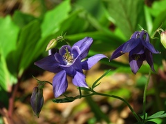 Aquilegia nigricans