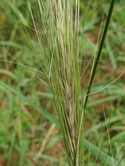 Aristida stipitata