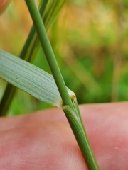 Aristida stipitata