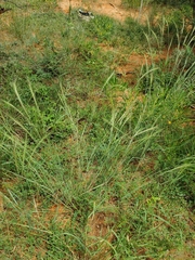 Aristida stipitata