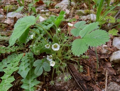 Potentilla carniolica