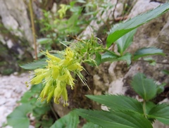 Paederota lutea