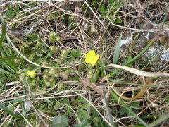 Potentilla incana