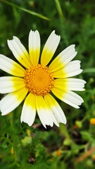 Glebionis coronaria discolor