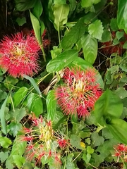 Scadoxus