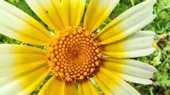 Glebionis coronaria discolor