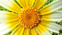 Glebionis coronaria discolor