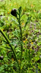 Glebionis coronaria discolor