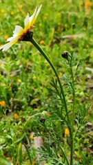 Glebionis coronaria discolor