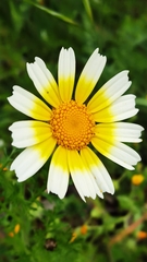 Glebionis coronaria discolor