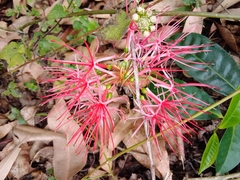 Scadoxus