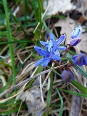 Scilla vindobonensis