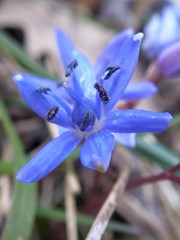 Scilla vindobonensis