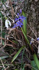 Scilla vindobonensis