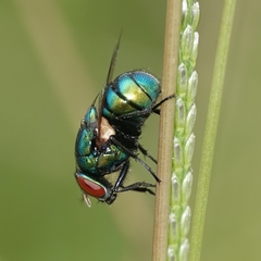Neomyia lauta