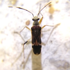 Neopamera costalis